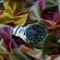 Panerai Luminor marina automatique PAM 299 Uhr - pam-299-3.jpg - baygonjaune007