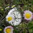 Rolex Cosmograph Daytona 116520 Watch - 116520-4.jpg - evil-oob